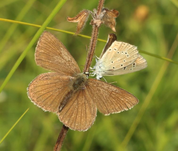 Polyommatus admetus - bundás boglárka