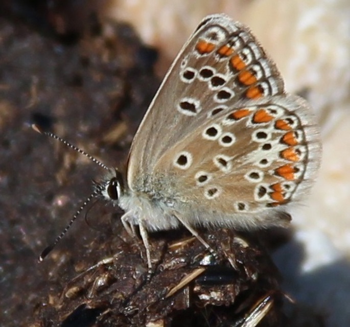 Aricia artaxerxes issekutzi - bükki szerecsenboglárka
