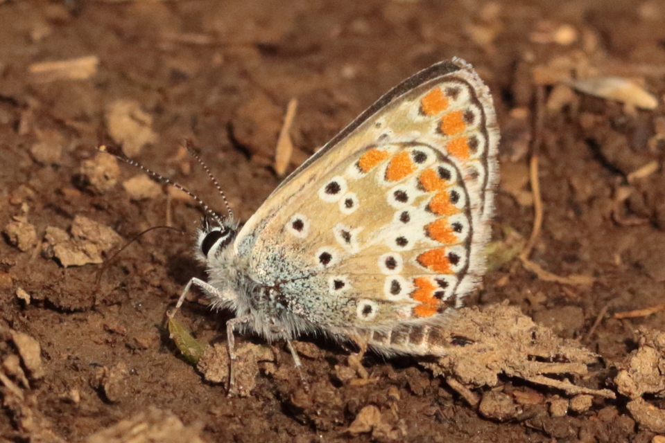 Aricia agestis - szerecsenboglárka