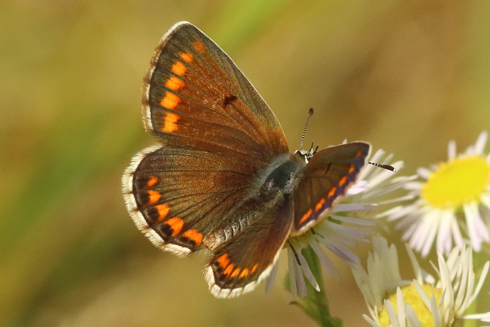 Aricia agestis - szerecsenboglárka