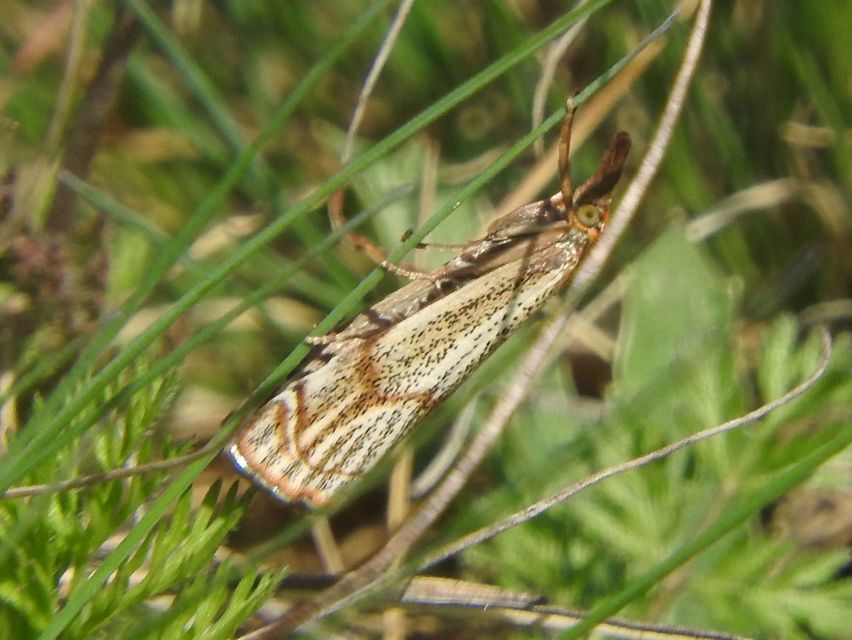 Thisanotia chrysonuchella - tavaszi fűgyökérmoly