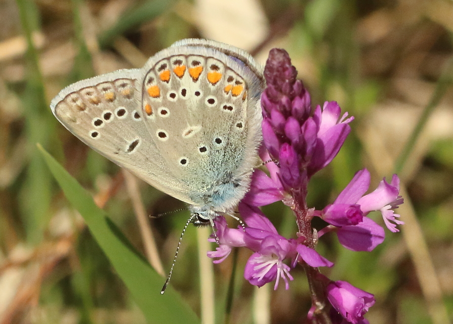 Polyommatus thersites - ibolyaszín boglárka