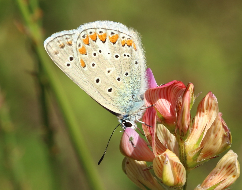 Polyommatus thersites - ibolyaszín boglárka