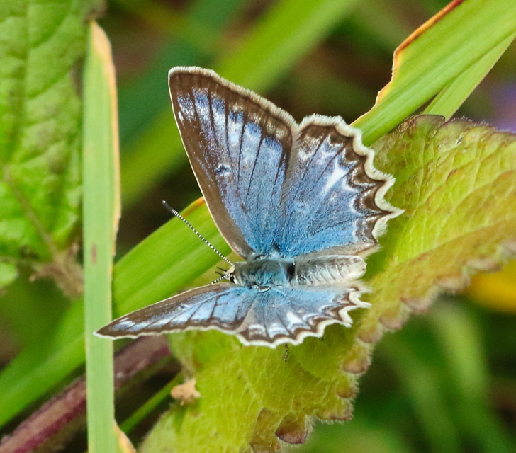 Polyommatus daphnis - csipkés boglárka