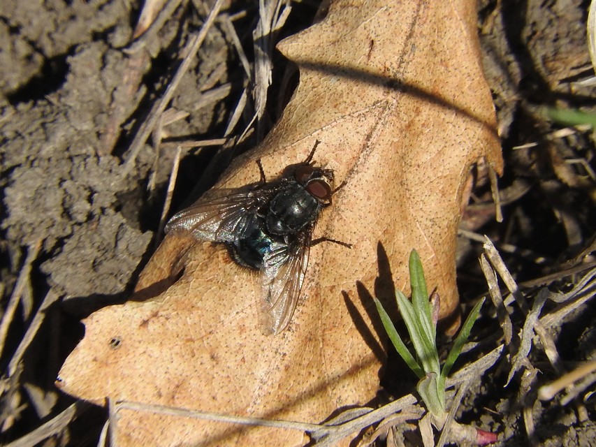 Calliphora