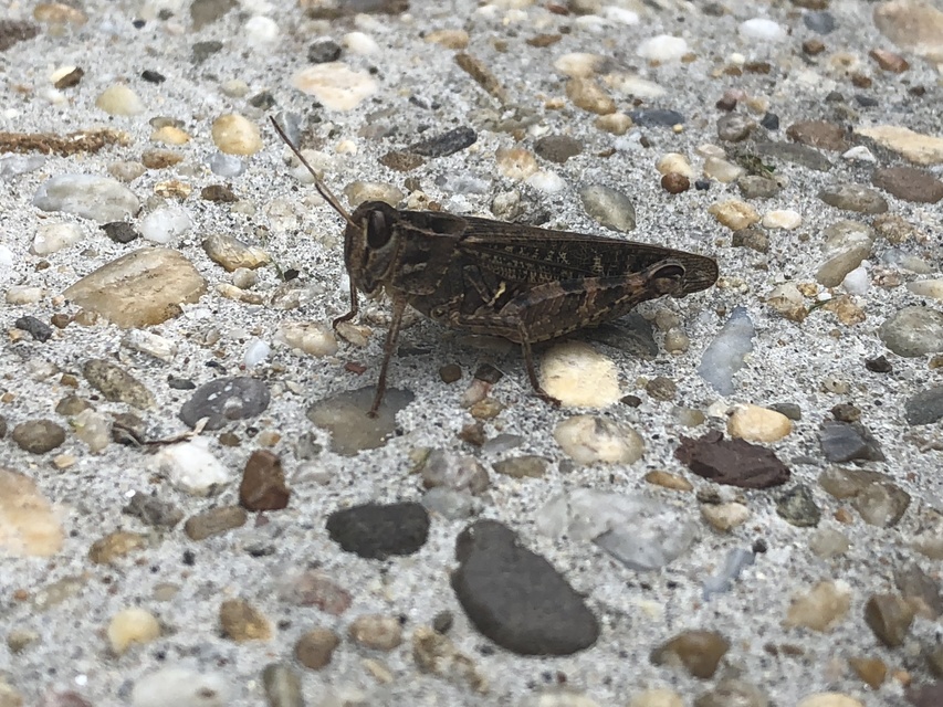 Calliptamus italicus - olaszsáska