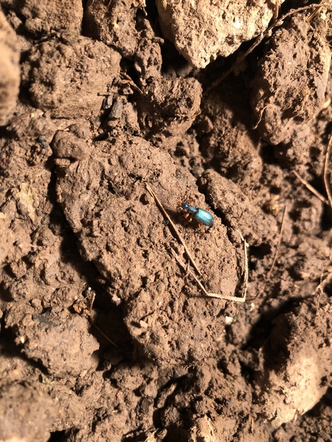 Drypta dentata - atlaszfutó