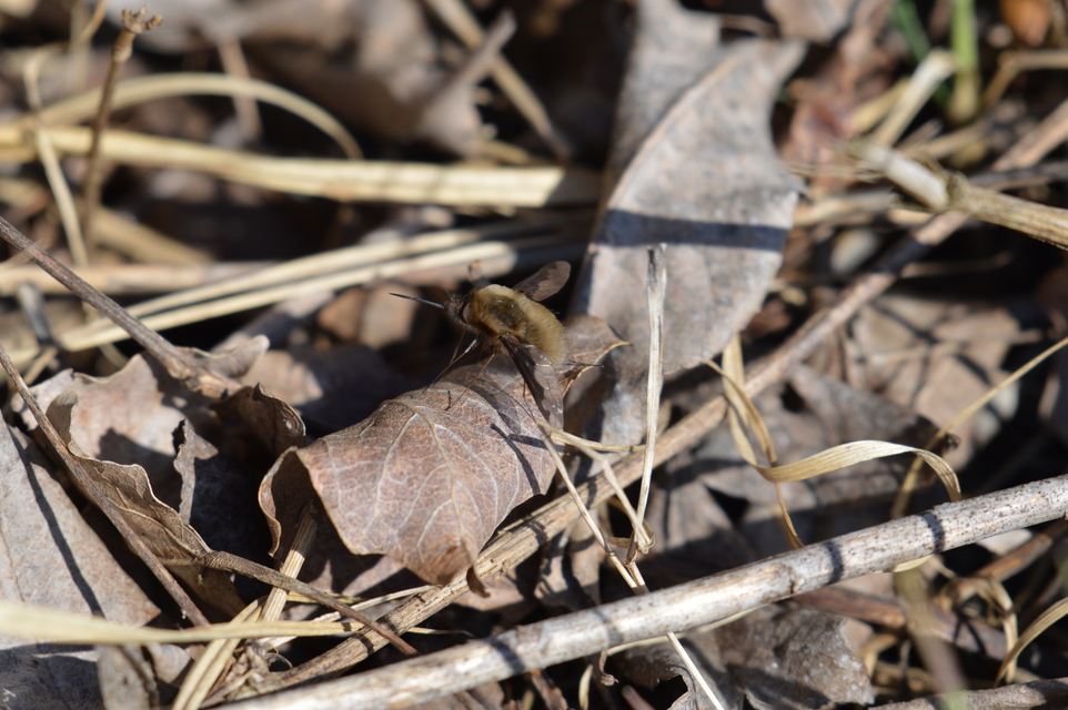 Bombylius major - szegélyes pöszörlégy