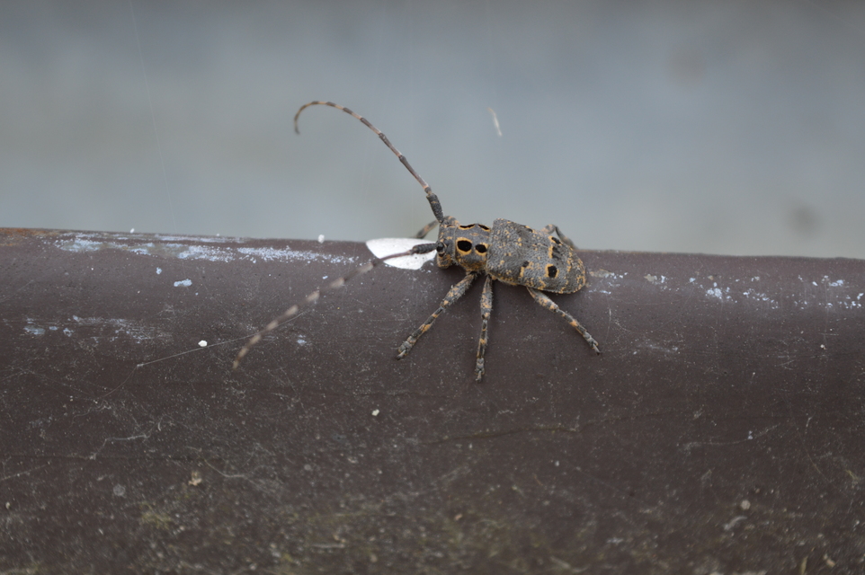 Mesosa curculionoides - szemfoltos cincér