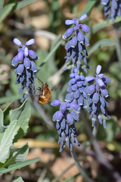 Bombylius major - szegélyes pöszörlégy