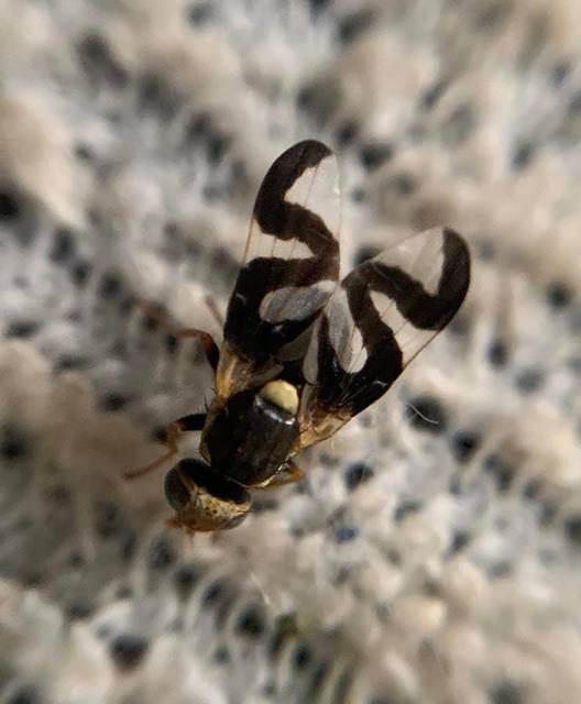 Urophora cardui
