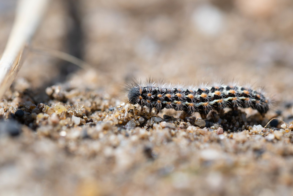 Pentophera morio - réti gyapjaslepke