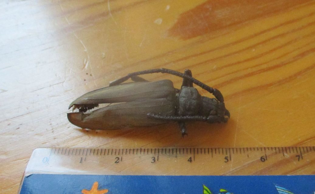 Aegosoma scabricorne - diófacincér