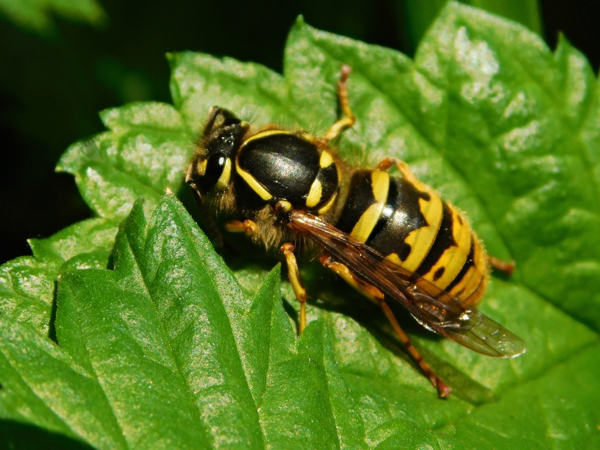 Vespula