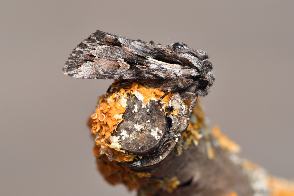 Chloantha hyperici - orbáncfű-sugarasbagoly