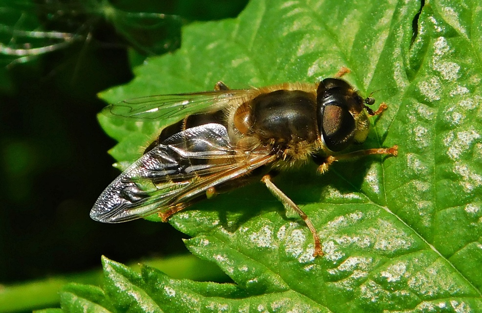 Eristalis pertinax - sárgalábfejű herelégy