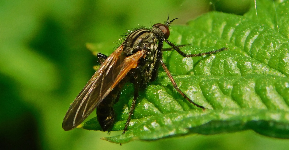 Empididae - táncoslegyek