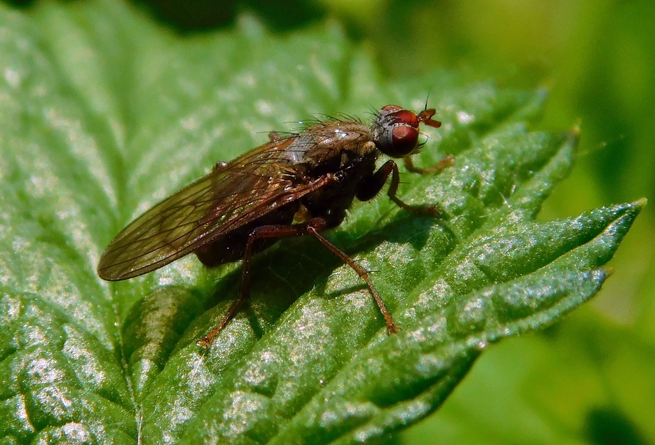 Scathophagidae
