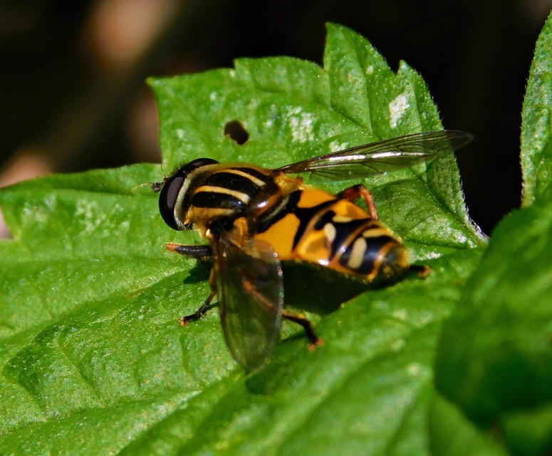 Helophilus pendulus - közönséges mocsárilégy