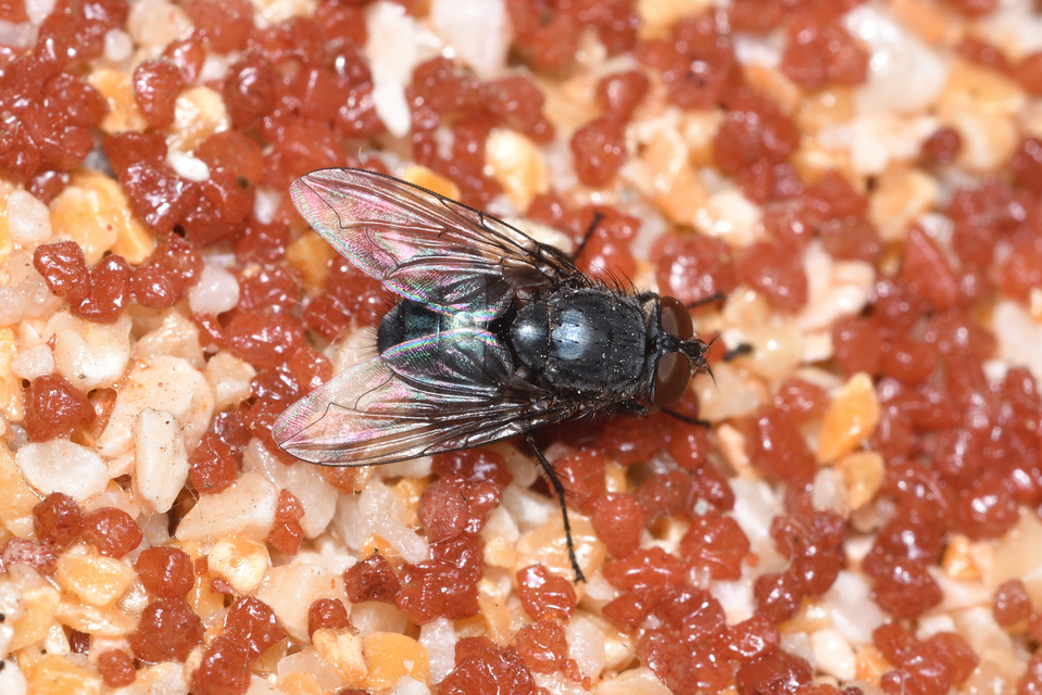 Calliphora