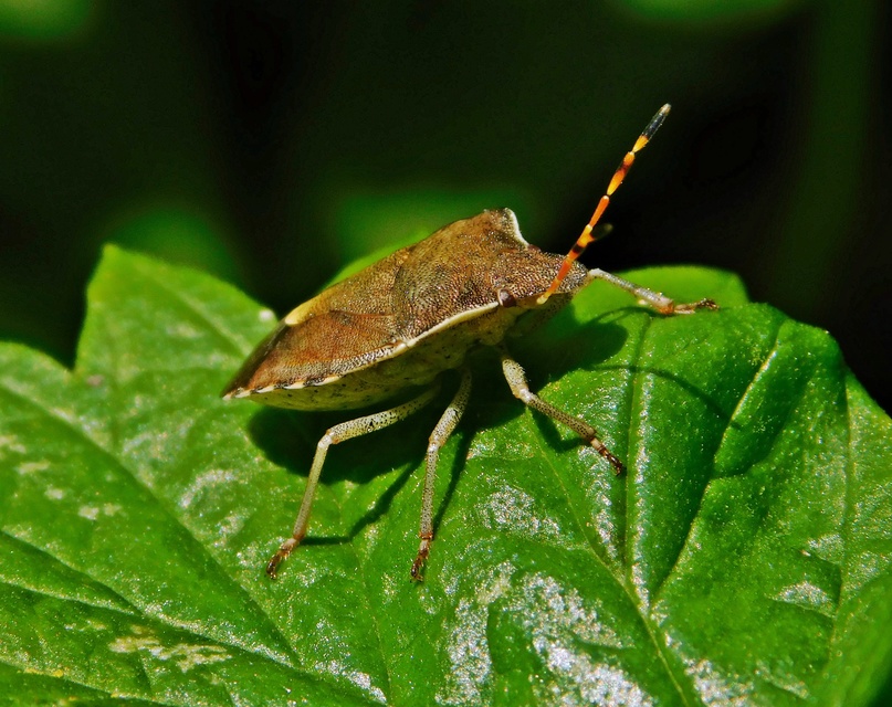 Peribalus strictus - tavaszi címerespoloska Peribalus strictus - tavaszi címerespoloska