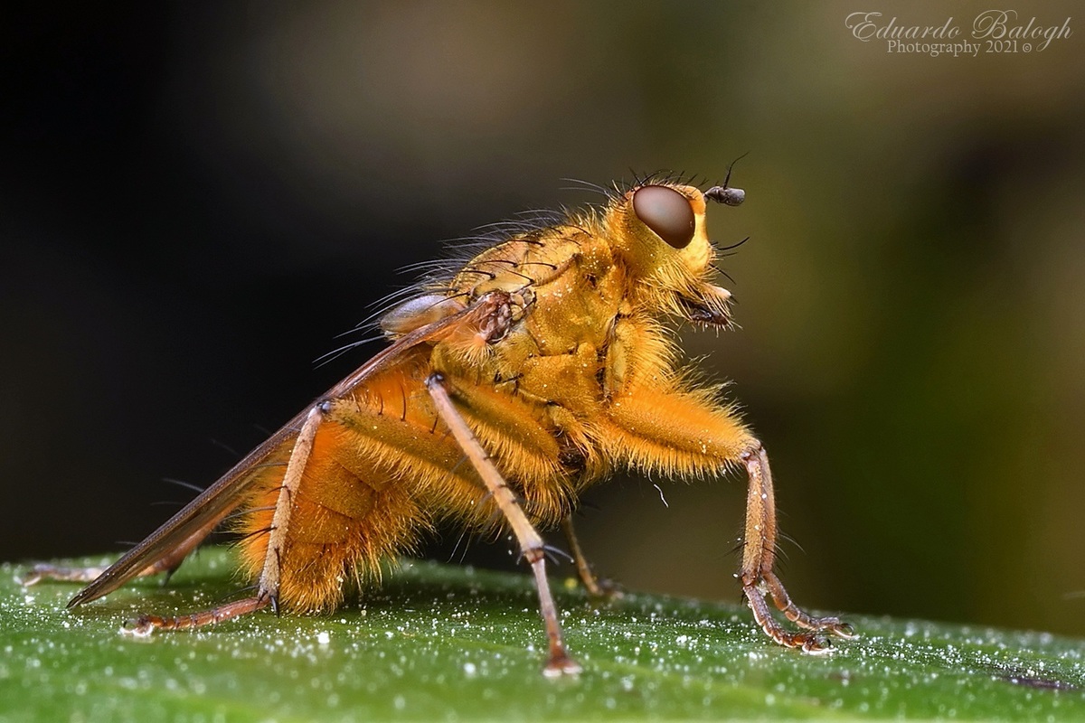 Scathophaga stercoraria - közönséges trágyalégy