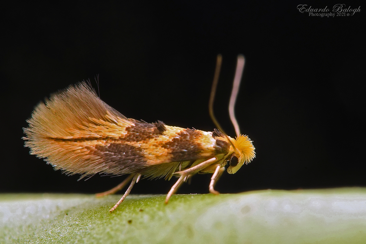 Bucculatrix thoracella - hársaknázó bordásmoly