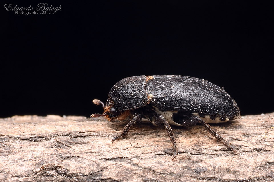 Dermestes laniarius - gyászos porva