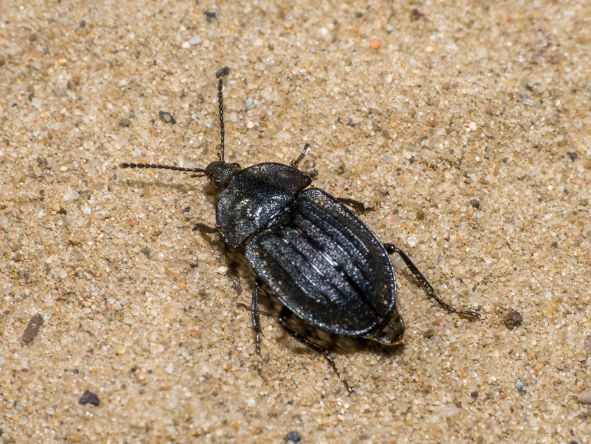 Phosphuga atrata - bordás csigarabló