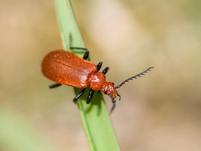 Pyrochroa serraticornis - közép-bíborbogár