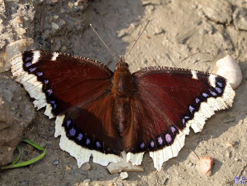 Nymphalis antiopa - gyászlepke
