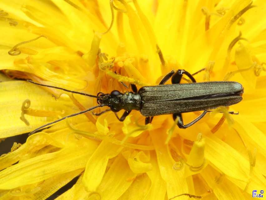Oedemera virescens - zöldes álcincér