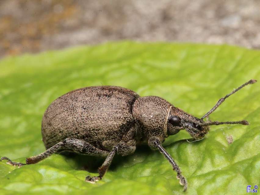 Otiorhynchus ligustici - vincellér-gyalogormányos