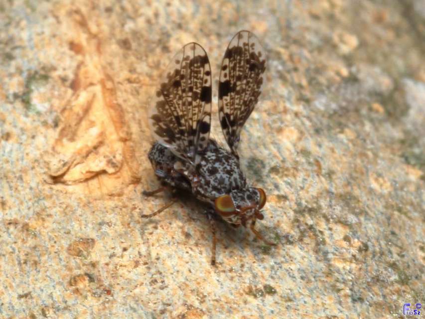 Callopistromyia annulipes - pávalégy