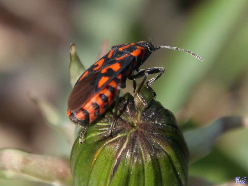 Spilostethus saxatilis - virágbodobács