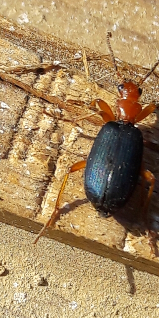 Brachinus crepitans - nagy pöfögőfutrinka