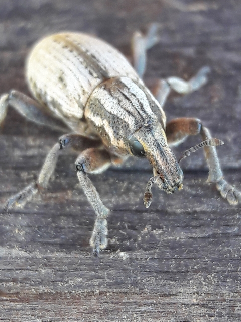 Pseudocleonus cinereus - hamvas barkó