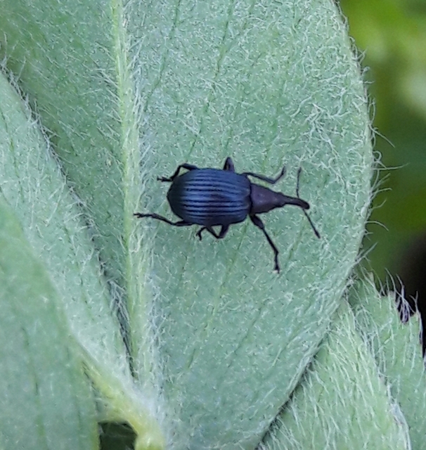 Eutrichapion punctiger - bükkönyrontó cickányormányos Eutrichapion punctiger - bükkönyrontó cickányormányos