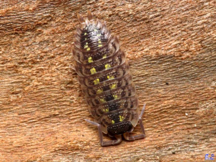 Porcellio spinicornis Porcellio spinicornis