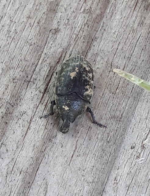 Larinus obtusus - imola-púderbarkó