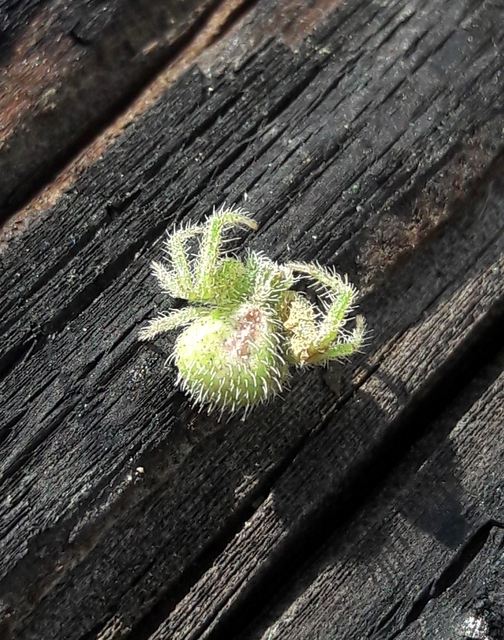 Heriaeus graminicola/hirtus