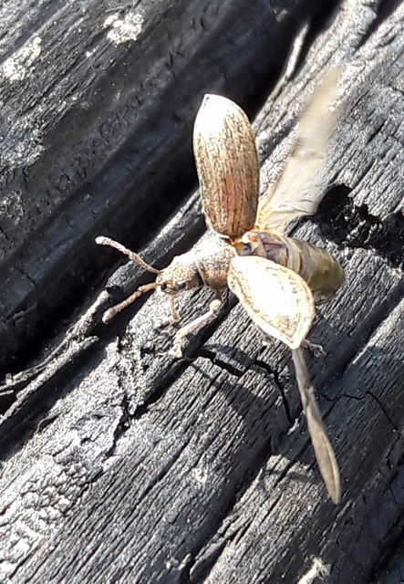 Phyllobius pyri - gyümölcsfa-levélormányos