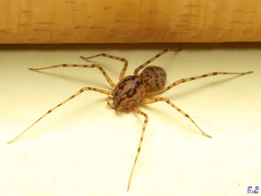 Scytodes thoracica - közönséges csupaszpók