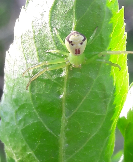 Ebrechtella tricuspidata - alakoskodó karolópók