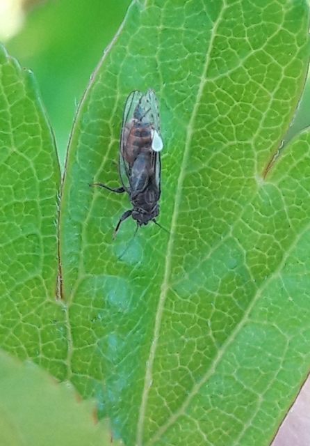 Psyllidae