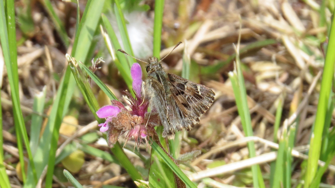 Carcharodus alceae - mályva-busalepke