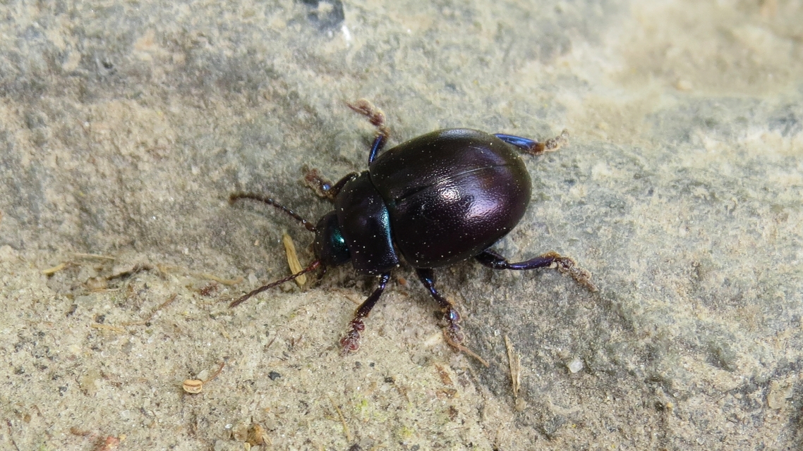 Chrysolina sturmi - vöröslábú levelész