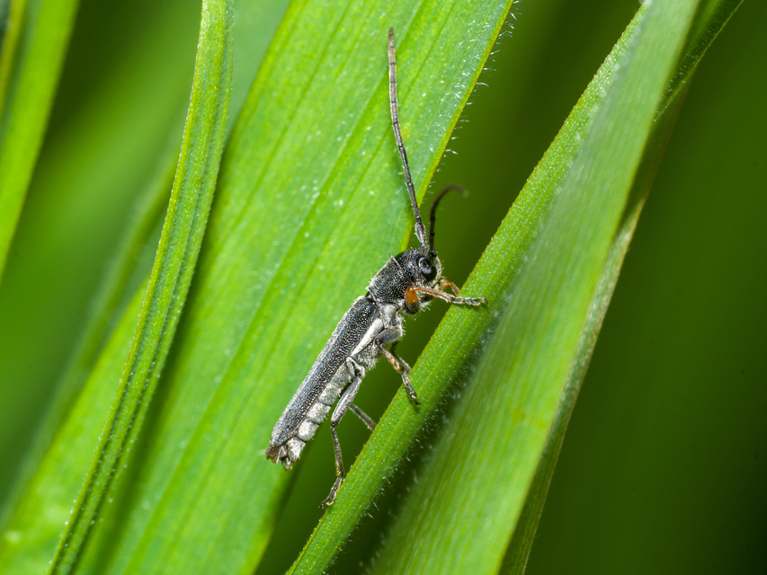 Phytoecia cylindrica - medvelapucincér