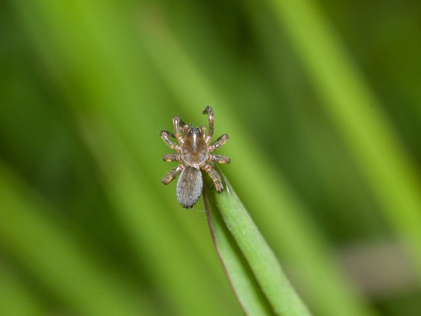 Arctosa lutetiana