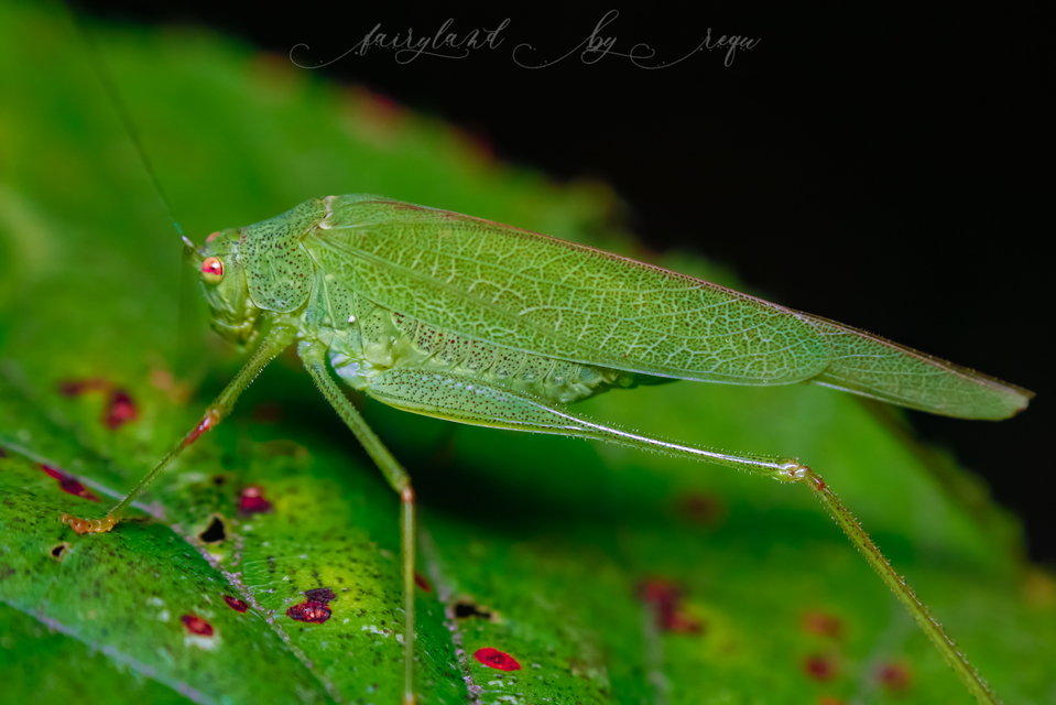 Phaneroptera nana - pontozott repülőszöcske